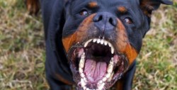 Perros rottweiler matan a niño de dos años