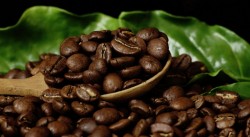 Retoman proyecto de producción de café gourmet en Concordia