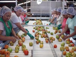 Lista Nafin para dotar de créditos a la industria sinaloense