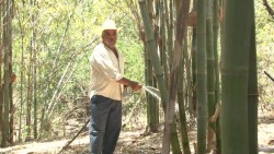 Por despuntar 'la mina de oro verde' en el sur de Sinaloa