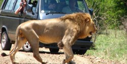 Un cazador furtivo es asesinado por un elefante y su cuerpo devorado por leones