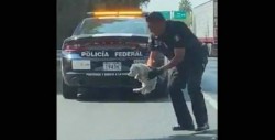 #Video Policía se detiene para rescatar a un cachorro de la carretera