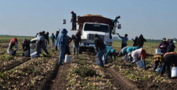 Recomiendan a trabajadores del campo seguir medidas de protección  para evitar intoxicaciones