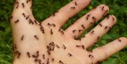 ¿Tienes hormigas en la casa? Con este remedio natural nunca más volverás a verlas