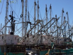 Triste panorama en el muelle del parque Bonfil