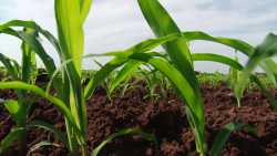 AARP reprueba uso abusivo de contaminantes en la agricultura