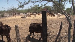 Crece demanda de medicamentos contra brucelosis en hatos ganaderos