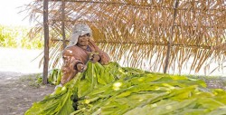 Plagas y cambio climático afectan a cultivos de tabaco en México
