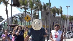 Un domador de aves, patasalada