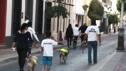 "Caminatas caninas", una terapia para niños con autismo