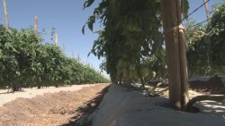 Existe interés de países africanos y asiáticos para adquirir producción agrícola de Sinaloa