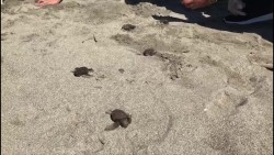 Avanza la certificación de playas en Elota