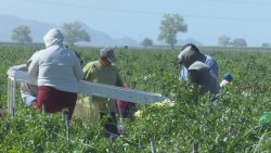 Continúan violando derechos laborales de jornaleros agrícolas