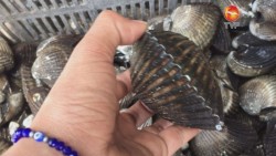 Sinaloa ofrece una amplia variedad de mariscos y moluscos