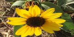 Girasoles, también conocido como  chimalatl o chimalxóchitl