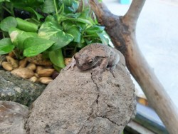 ¡Si se topa con un sapo o rana en casa, no lo mate!