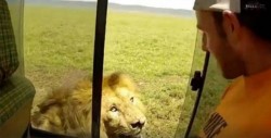 VIDEO: Hombre recibe el susto de su vida al acariciar a un león