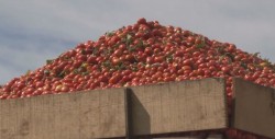 Sigue la defensa del tomate Sinaloense