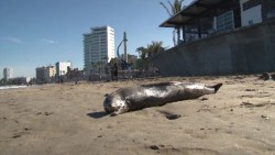 Aparece anguila muerta en playas de Mazatlán