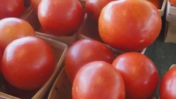 Pagar aranceles para exportar tomate a Estados Unidos, costaría a productores de Sinaloa 70 millones de dólares