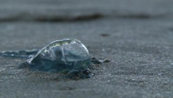 Madrugan los quemadores en Mazatlán, ya aparecieron en las playas