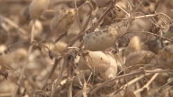 La próxima temporada se deberá reducir y programar la superficie de siembra de garbanzo