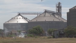Interpondrán denuncias contra industrias y bodegas que monopolizan la compra de maíz