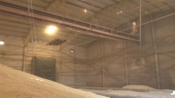 Productores de maíz exigirán a los industriales el pago de utilidades que obtienen por sus cosechas