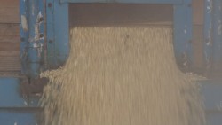 Piden regular la compra de maíz al menudeo para evitar el robo de cosechas
