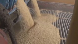 Denuncian que bodega de JOVA devolvió expedientes de mas de 300 productores de maíz