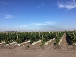 México pierde la batalla del tomate y deberá pagar arancel del 17.5 por ciento