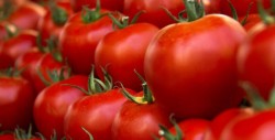 México busca nuevo acuerdo para la exportación de tomate a Estados Unidos