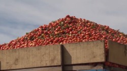 Afectara gravemente la economía en general el arancel aplicado a la exportación de tomate