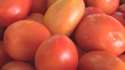 Congreso a la expectativa para apoyar a horticultores ante imposición de arancel al tomate