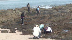 Peleará Mazatlán por el primer lugar de reto naturalista en el 2020