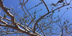 Se aproxima temporada de ciruelas