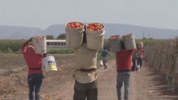Confían en que mejoren acuerdos en torno a imposición de arancel al tomate