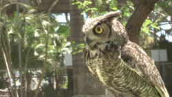 Celebran con plática de concientización el Día Mundial de las aves