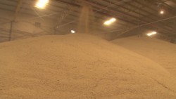 Elevan organismos agrícolas la exigencia para que se inicie una investigación por dumping al maíz importado de Estados Unidos