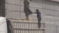 Amplían 10 días el plazo para la contratación del maíz de Sinaloa