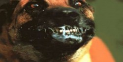 ¡A extremar precuaciones con los perros!: Vectores