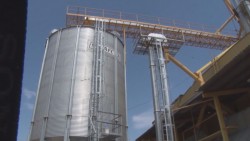 Están validadas 5.5 millones de toneladas de maíz de la cosecha de Sinaloa