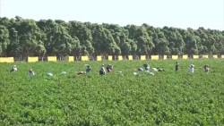 Se convierten campos agrícolas en tours en Mazatlán