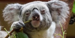El koala y otros animales que podrían quedar extintos este año