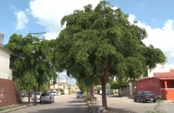 Urge reforestar Mazatlán, faltan más “pulmones” en el municipio: Ecología