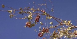 Árbol de guamúchil, también tiene uso medicinal