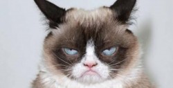 Muere "Grumpy cat" la famosa gatita inspirada en memes