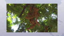 El Tamarindo es una planta cuyo fruto se utiliza en el arte culinario y medicinal