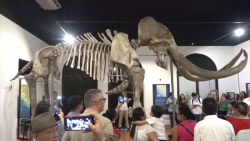 Llega mamut al Museo Arqueológico de Mazatlán