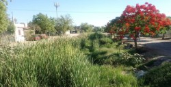 Sin limpiar la maleza del arroyo número 2